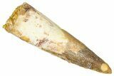Fossil Spinosaurus Tooth - Restored Tip #368156-1
